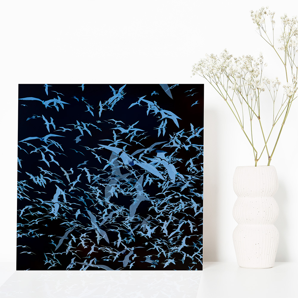 Einzigartige, moderne und hochwertige Bilder und Wandkunst mit ausgewählten Fotografien der Zuger Fotografin Nicole Sepp - ideal für stilvolle Inneneinrichtung.