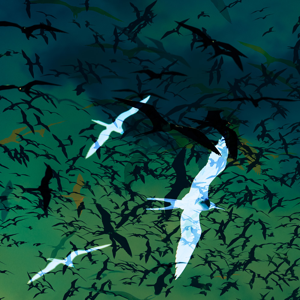 Einzigartige, moderne und hochwertige Bilder und Wandkunst mit ausgewählten Fotografien der Zuger Fotografin Nicole Sepp - ideal für stilvolle Inneneinrichtung.