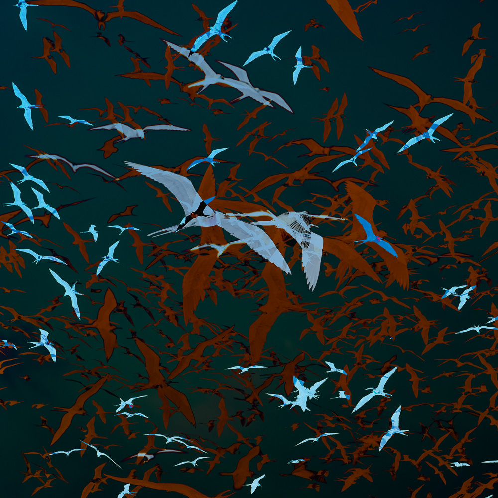 Einzigartige, moderne und hochwertige Bilder und Wandkunst mit ausgewählten Fotografien der Zuger Fotografin Nicole Sepp - ideal für stilvolle Inneneinrichtung.